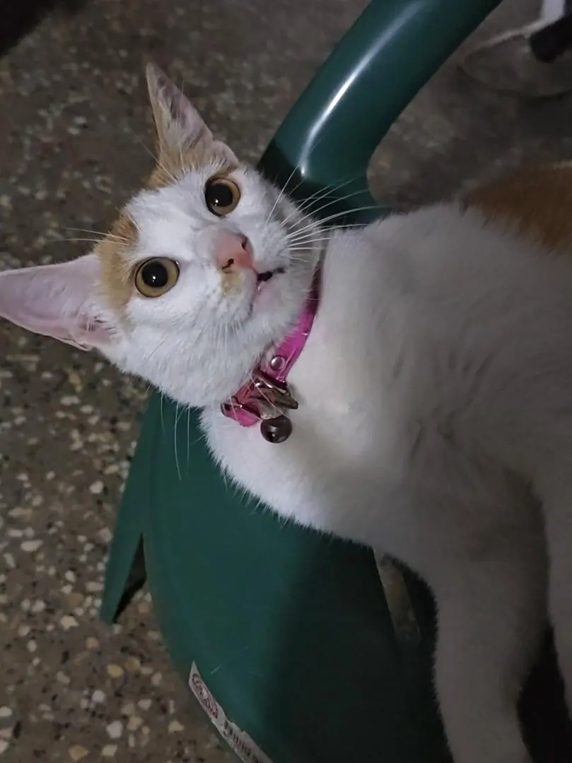 Luli