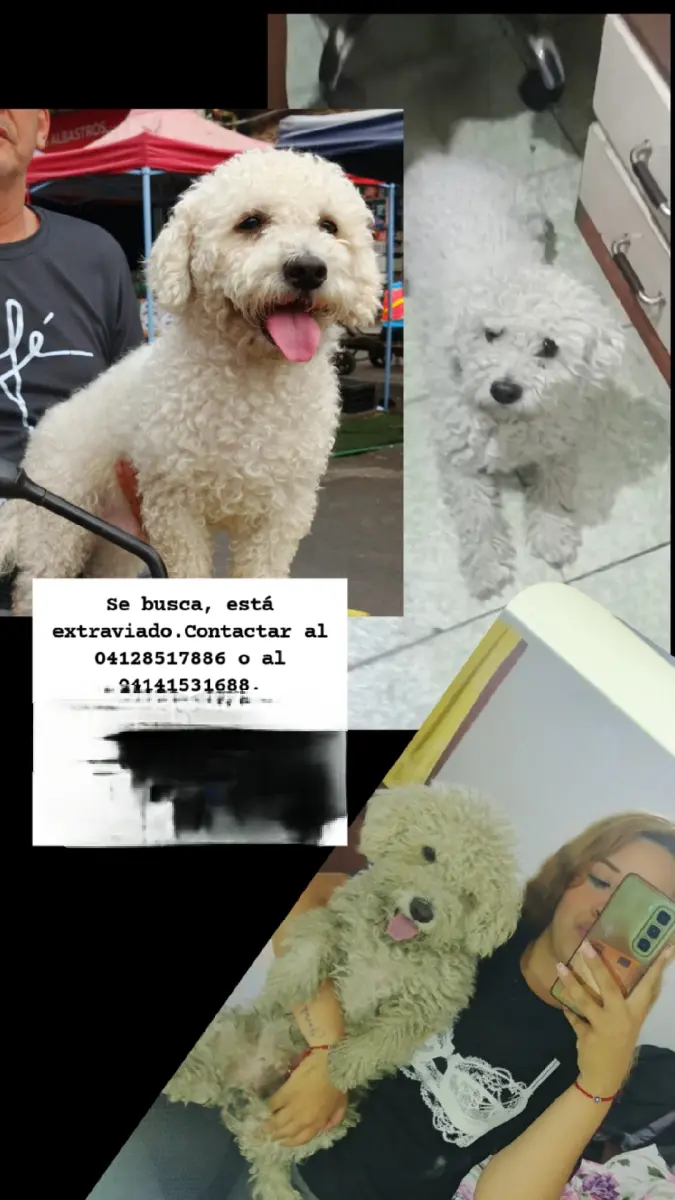 Su nombre Es HONEY