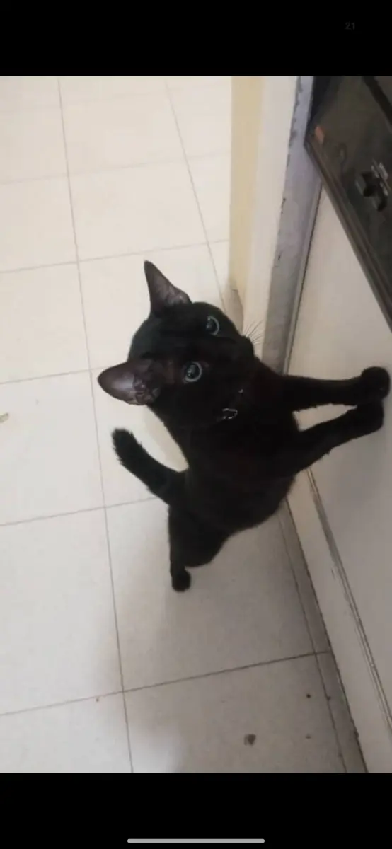 Sirius