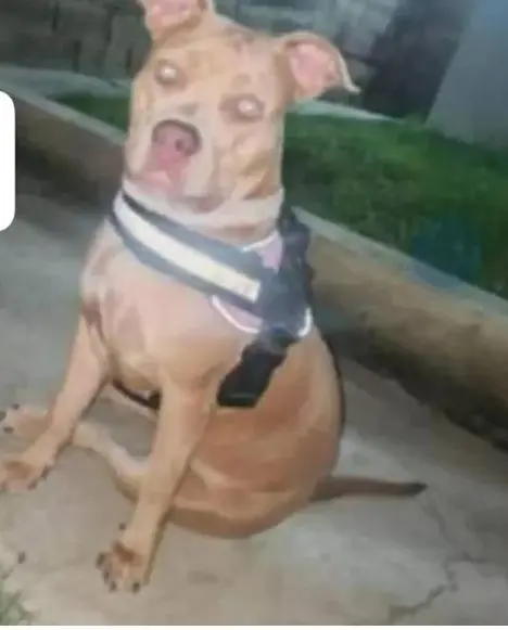 Canela