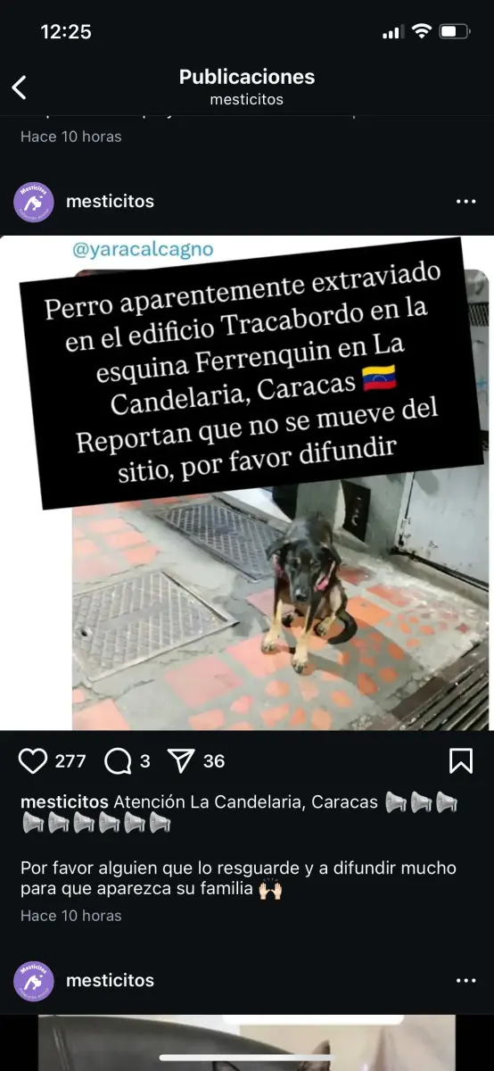 Perro extraviado