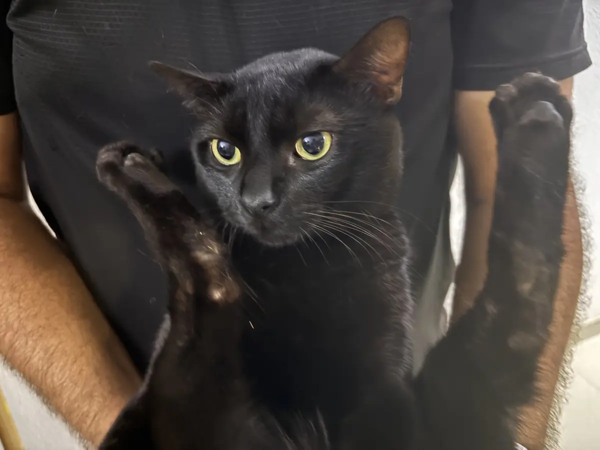 blaky
