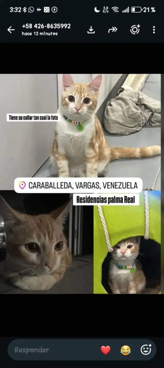 Perro perdido