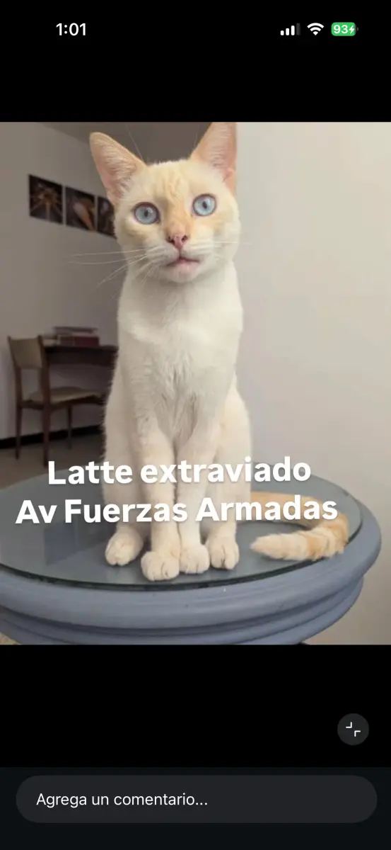 Latte
