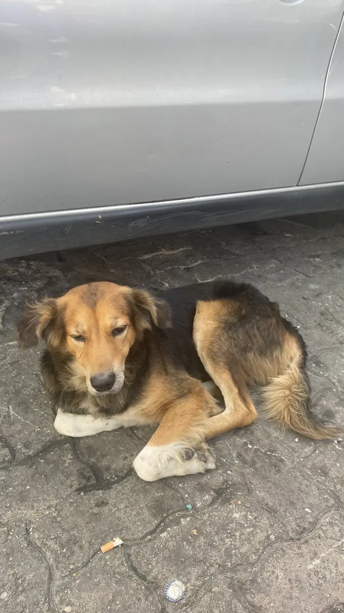 Perro perdido