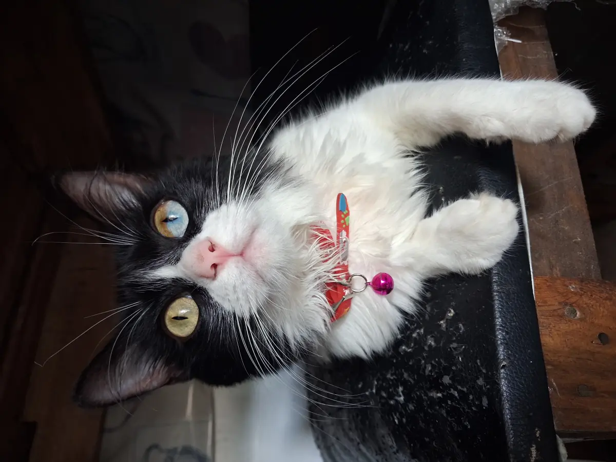 NALA