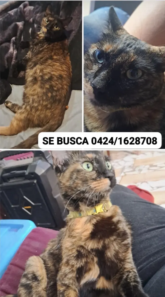 Nucita