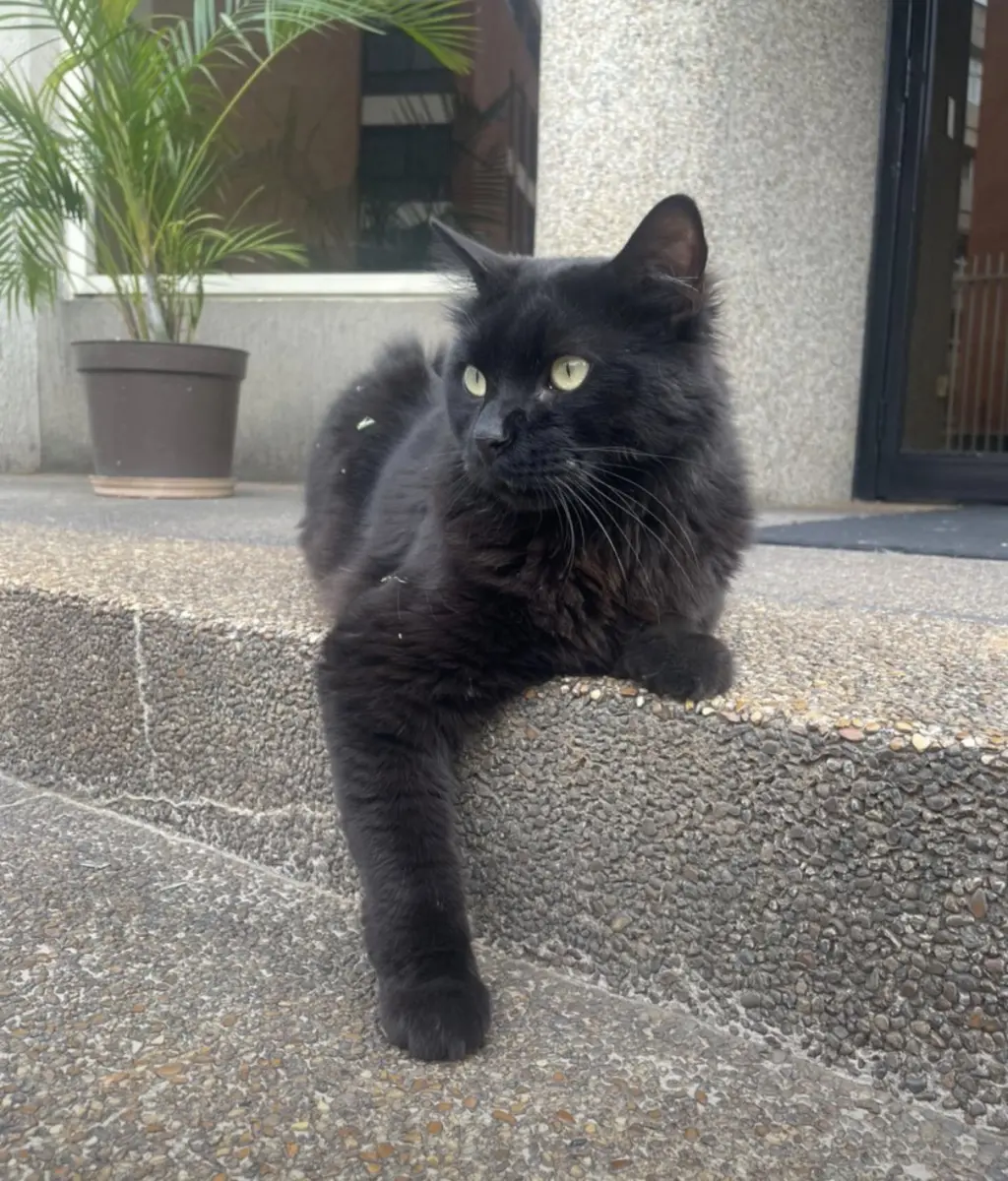 Pantera