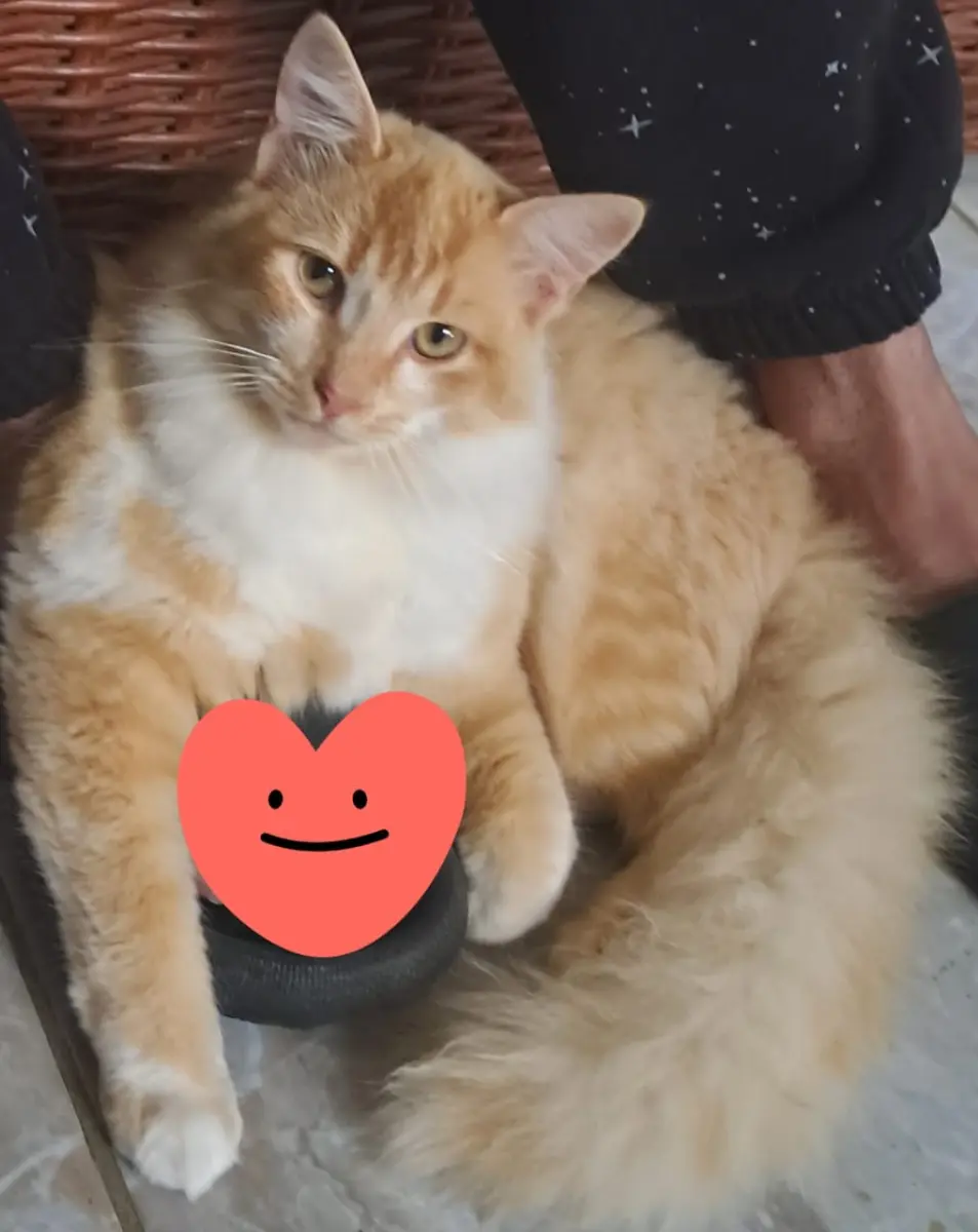 Simbad