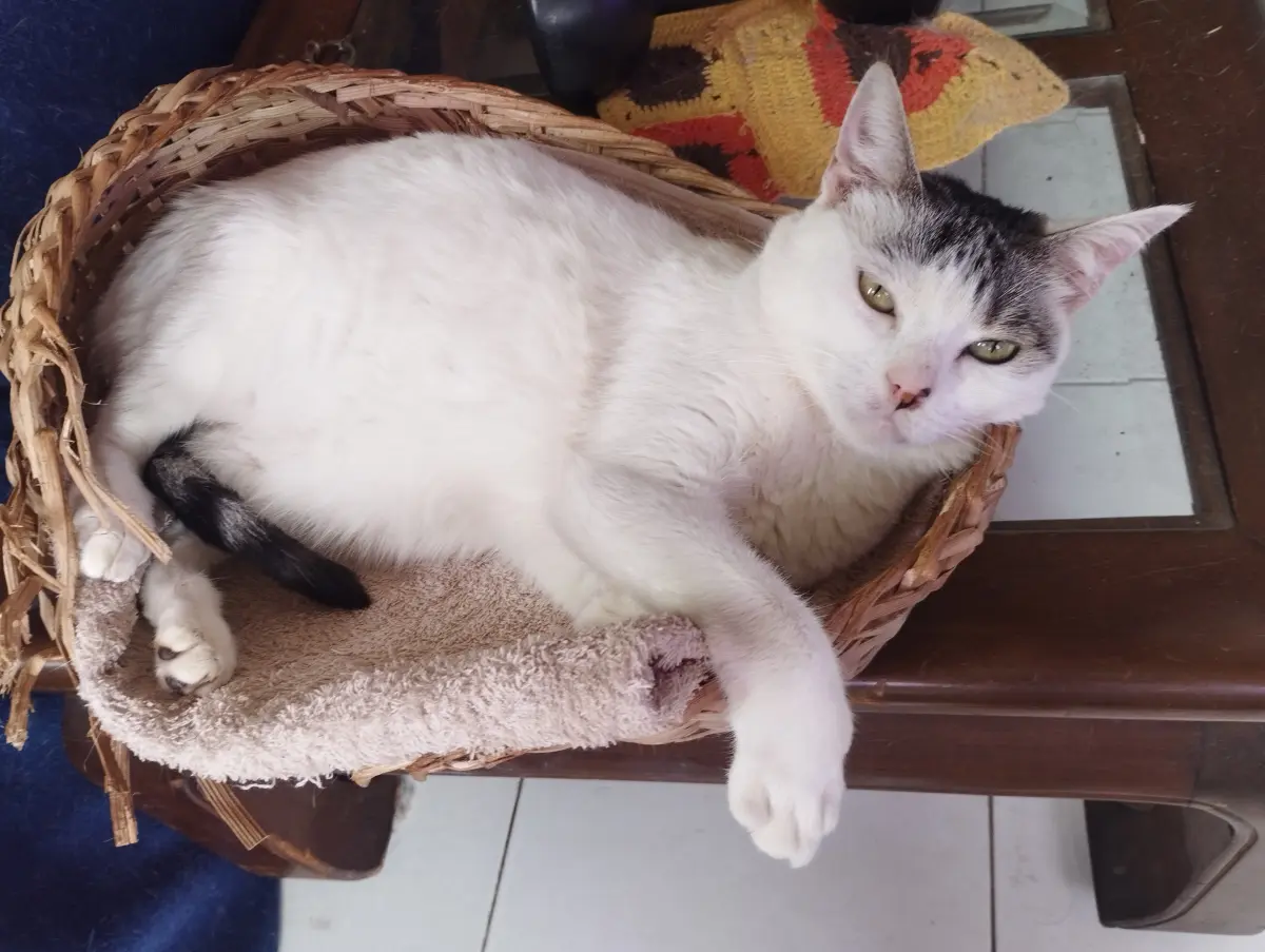 Lunita