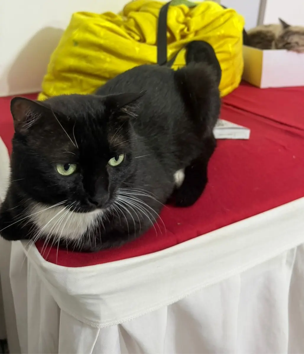 Oreo
