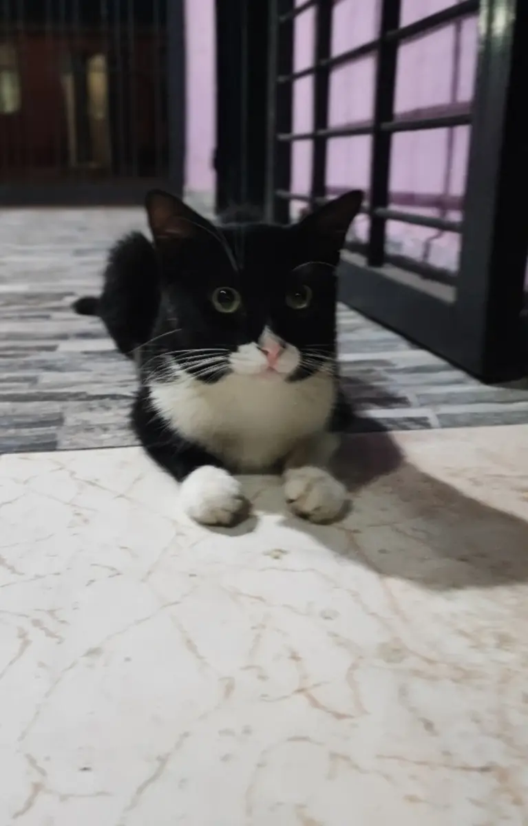 Domino