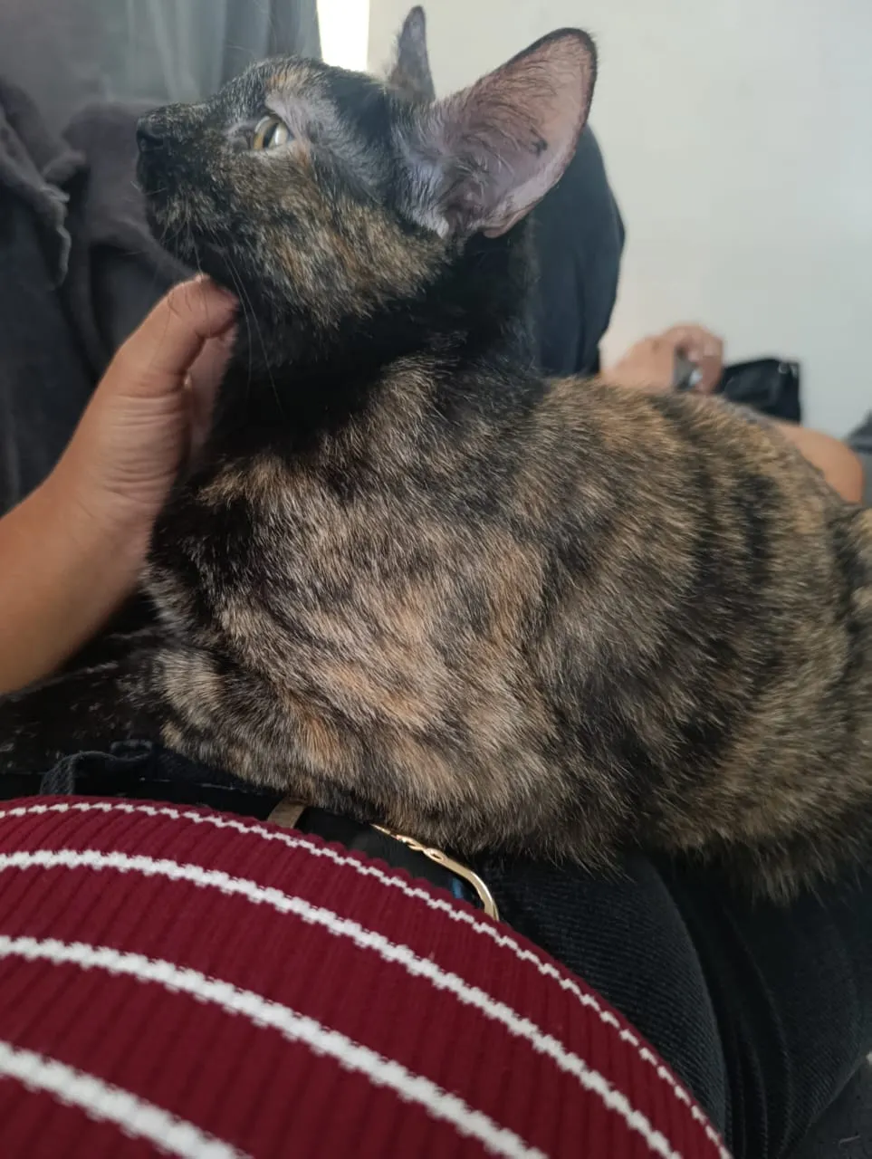 Pellie — foto 2