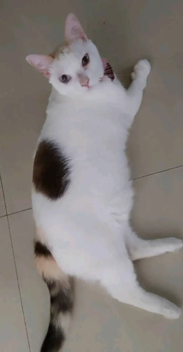 Blanca