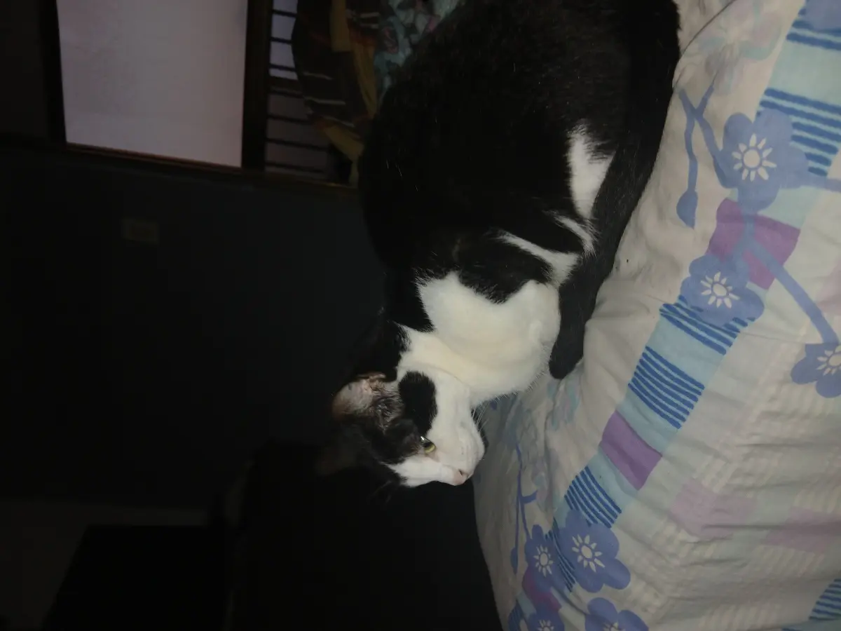 Kitty