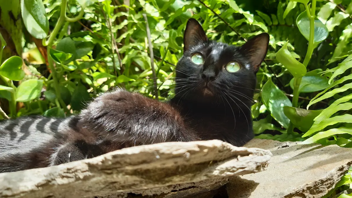 Matilda