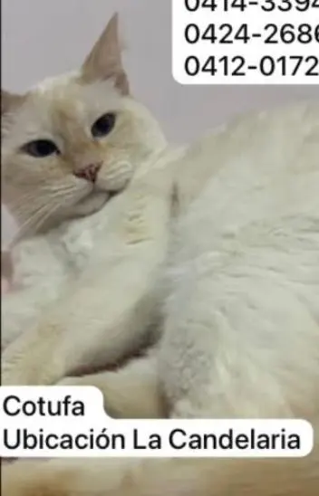 Cotufa