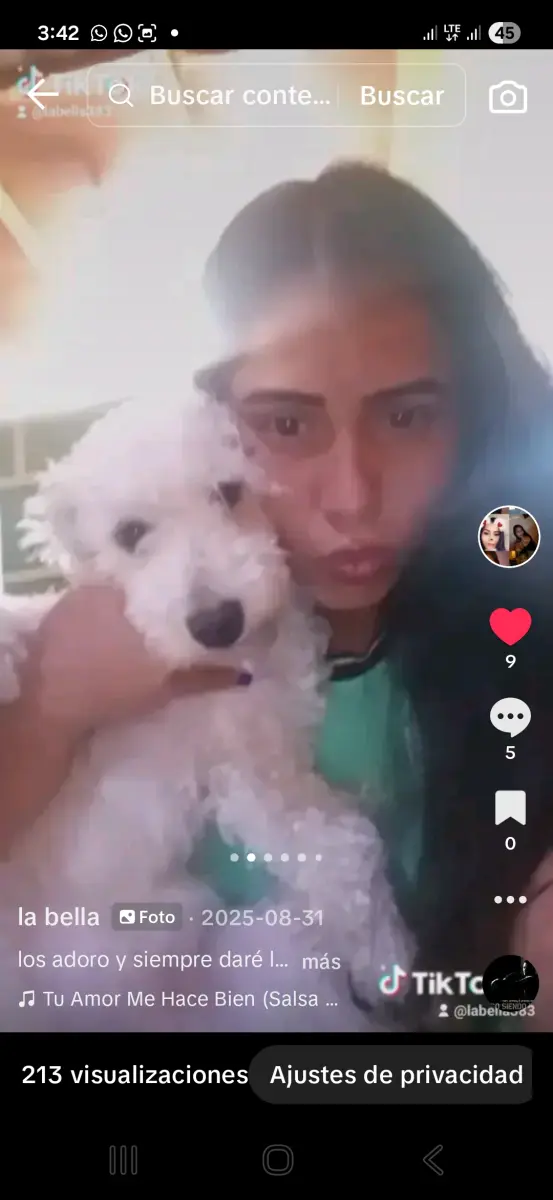 Perro perdido
