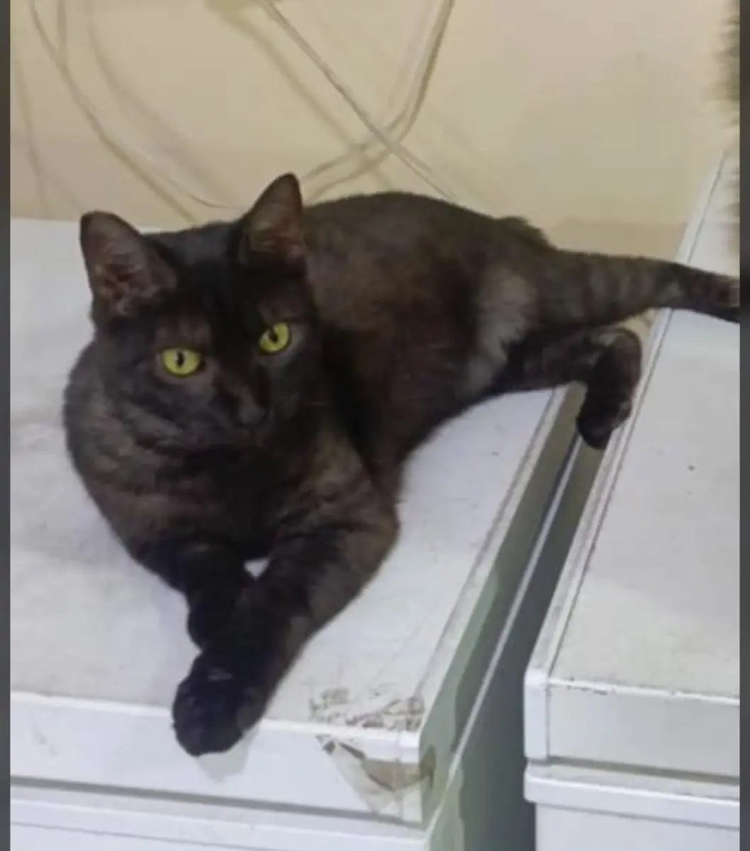 Julieta