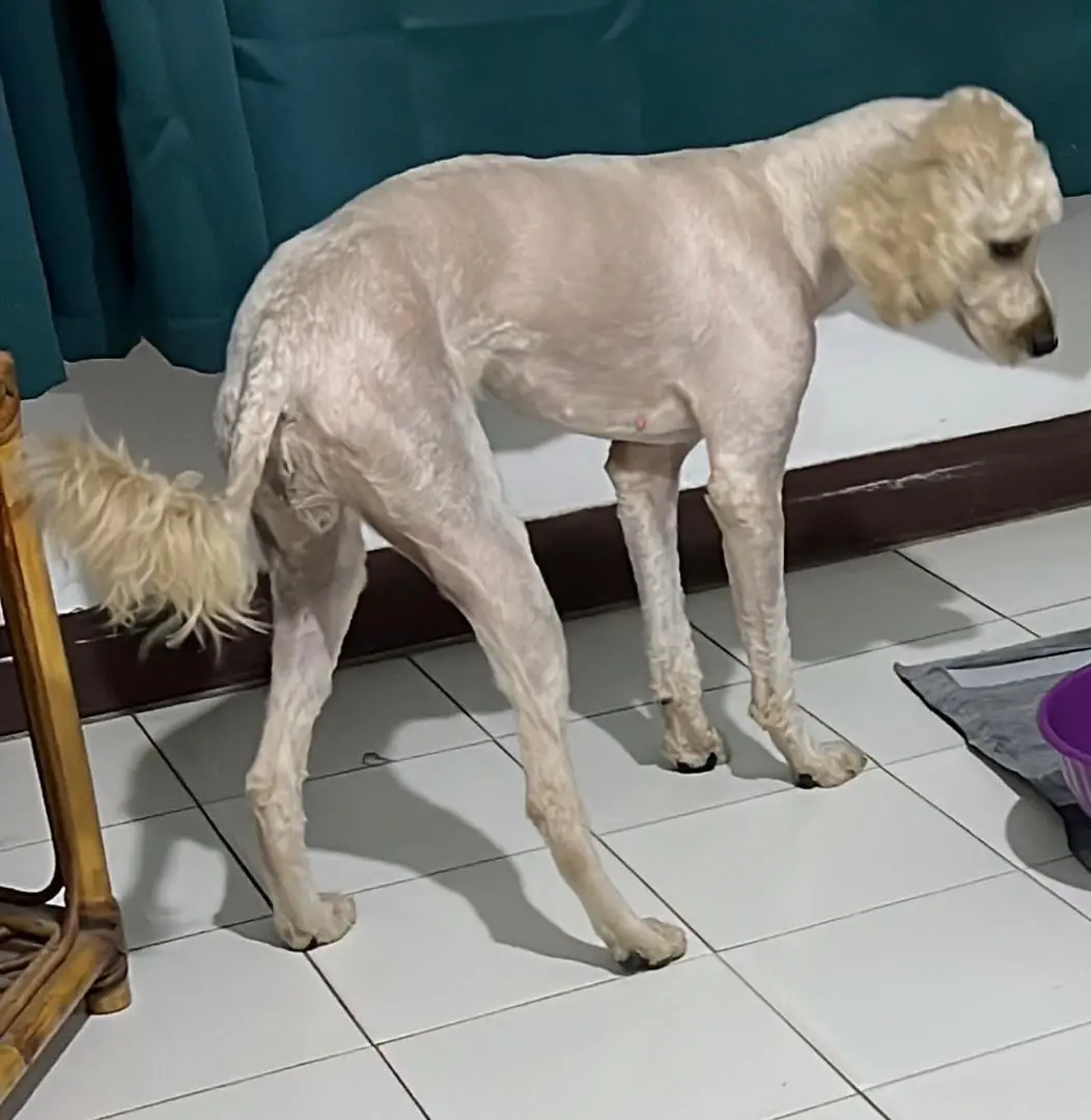 Estrellita