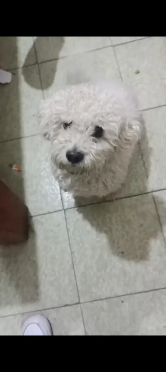 Perro perdido