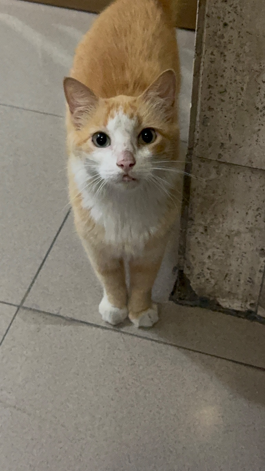 Gato — foto 3