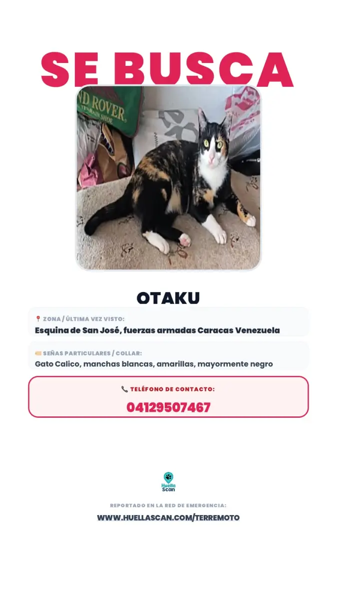 Otaku, gata calico, lleva gargantilla color naranja