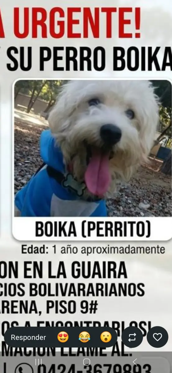 Boika (macho)