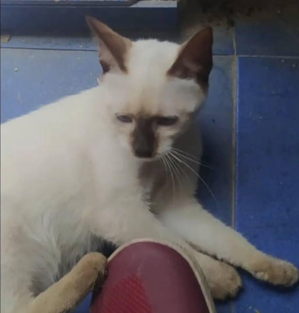 Panchita