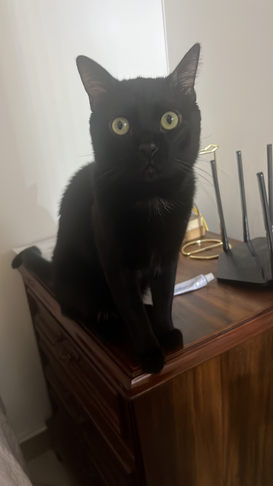 Pepper — foto 4