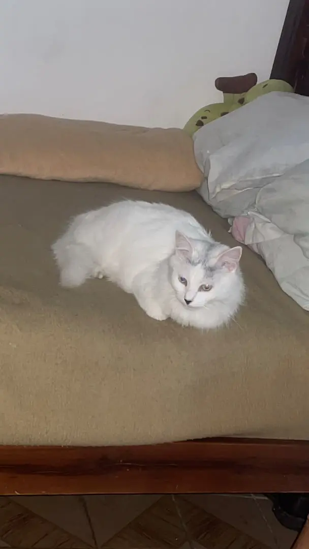 Blanca
