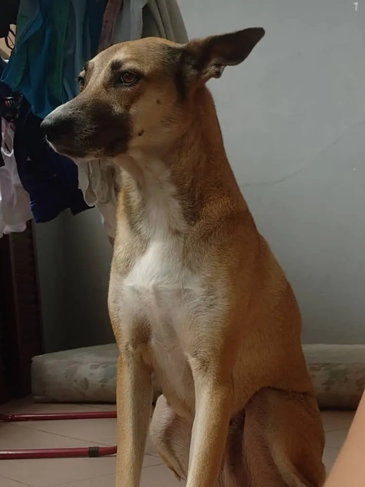 Kira