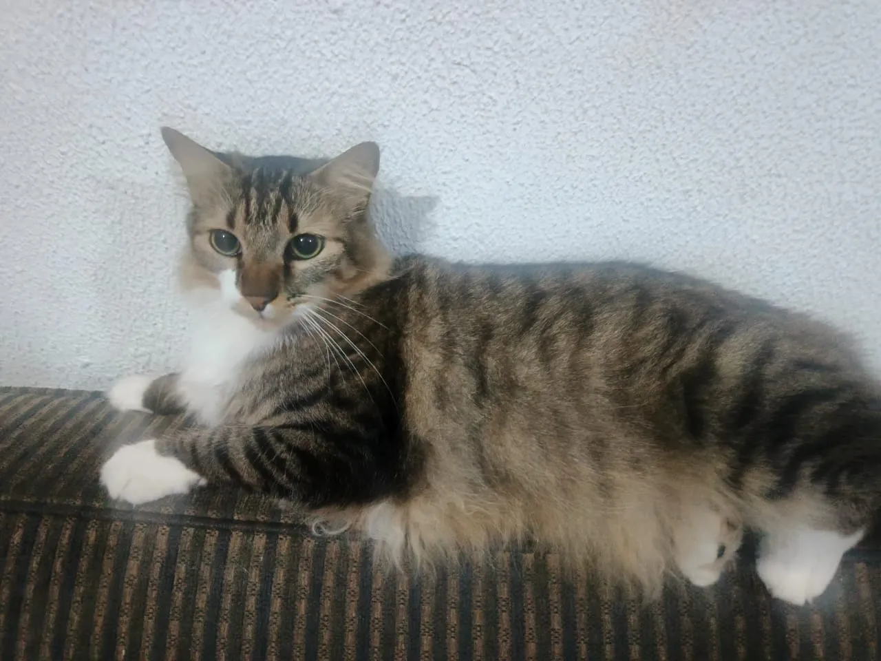 Pancho — foto 2