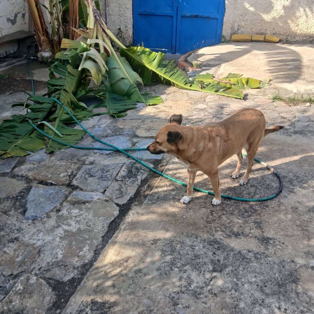 Canela — foto 3