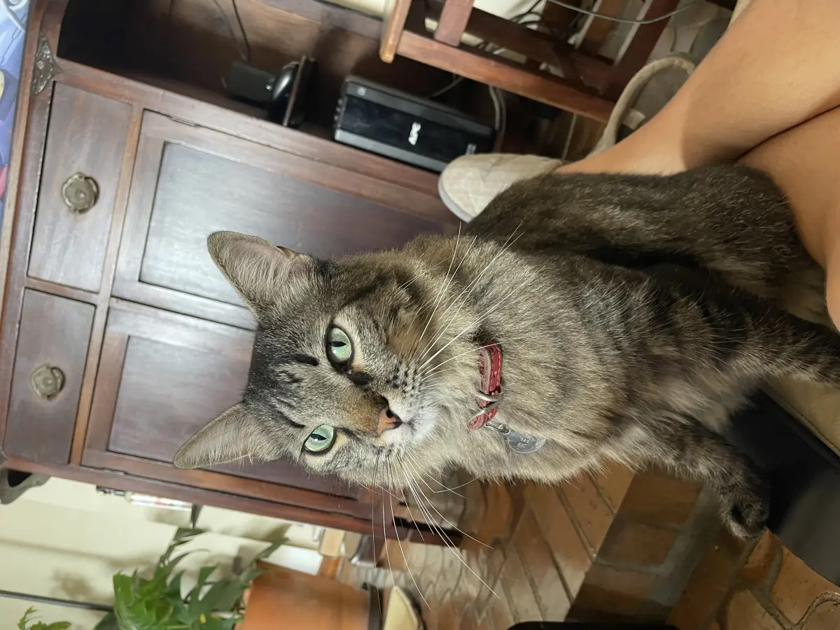 Remi
