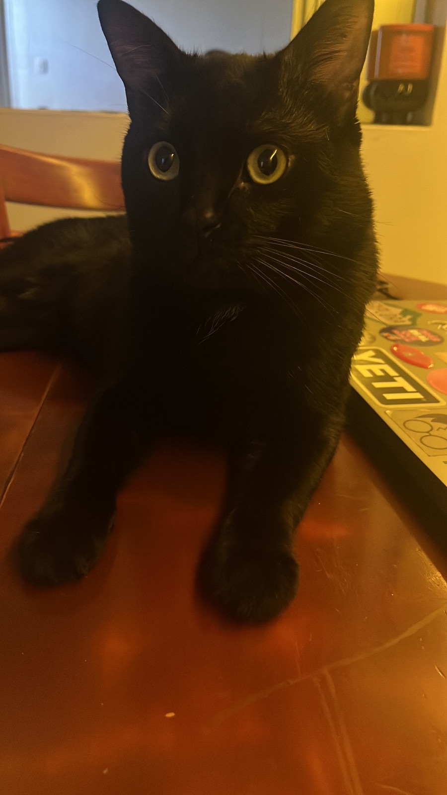 Pepper — foto 3