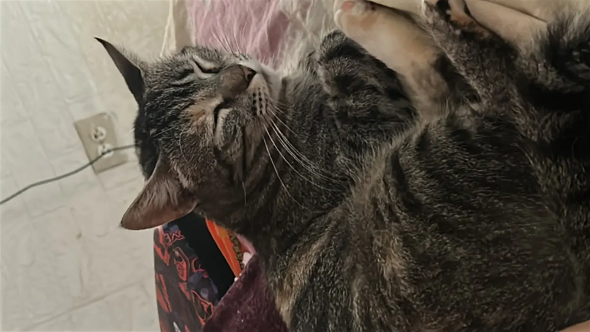NALA