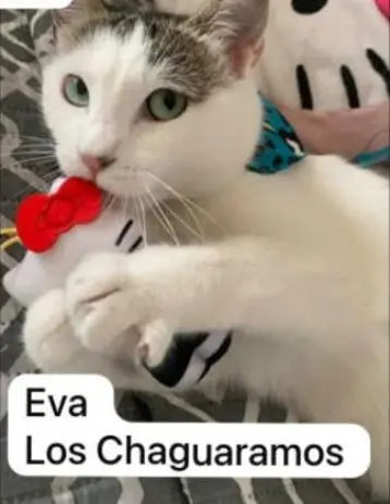 Eva