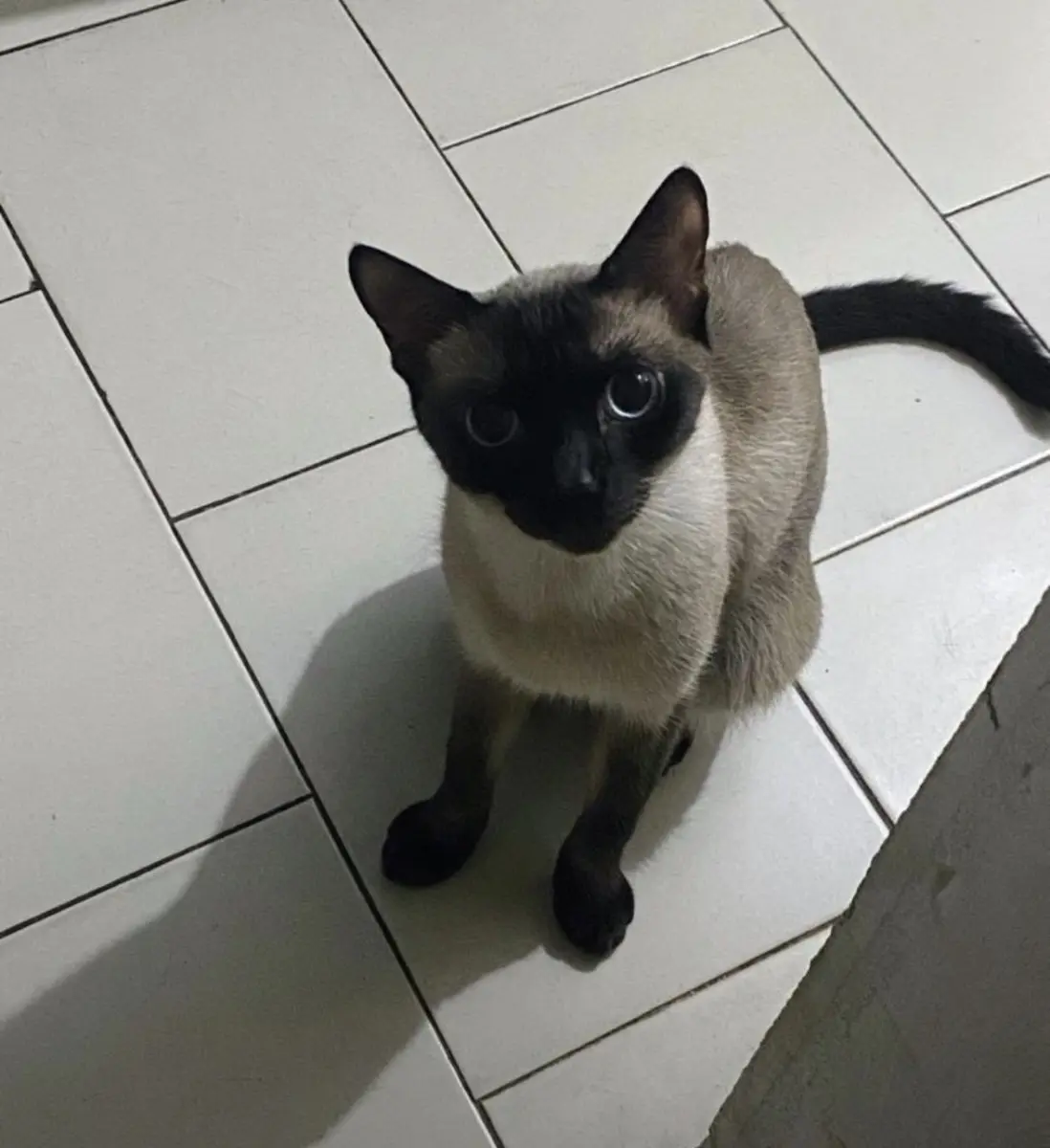 Cleo