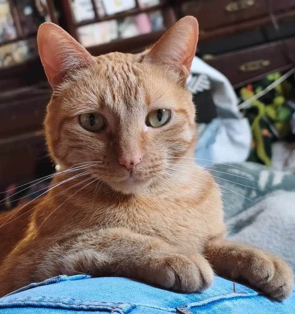 cheddar