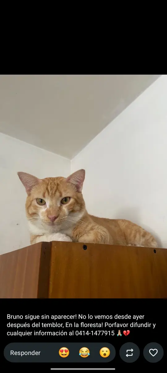 Bruno