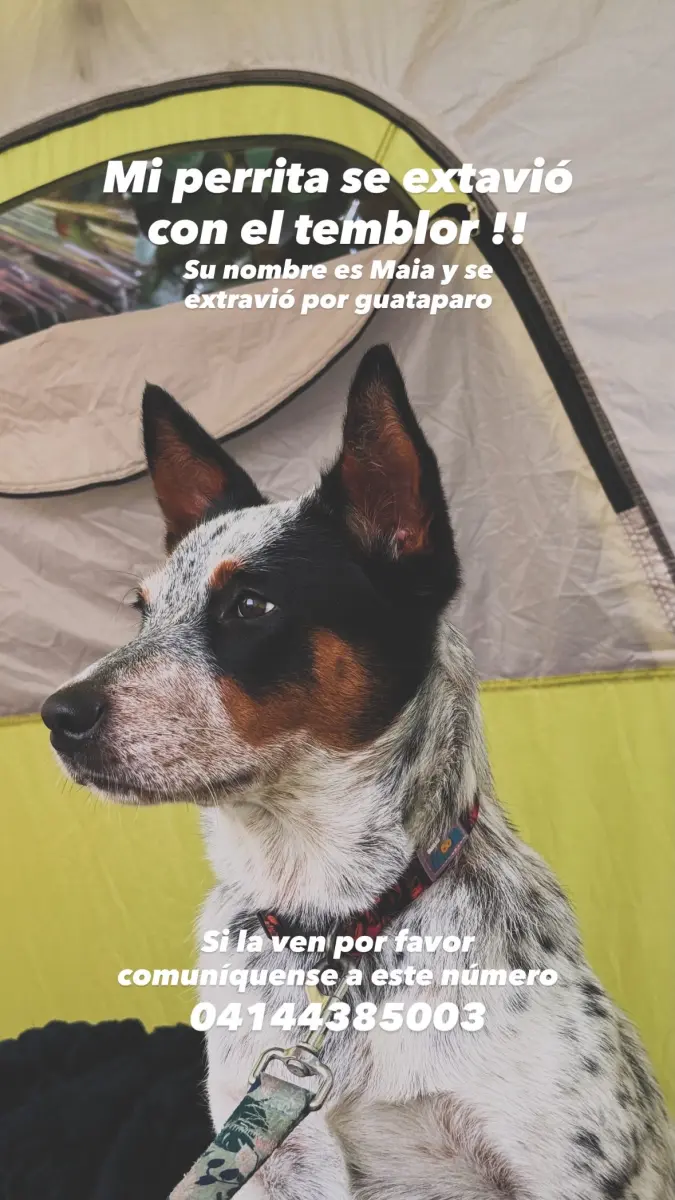Maia