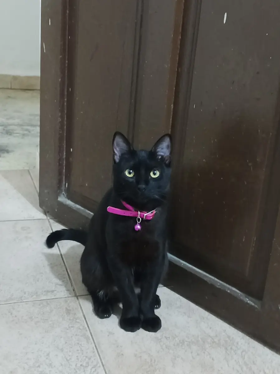 Caraota