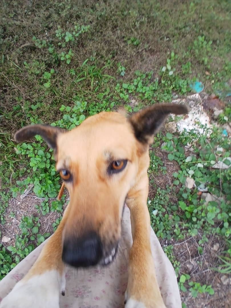 Canela — foto 4