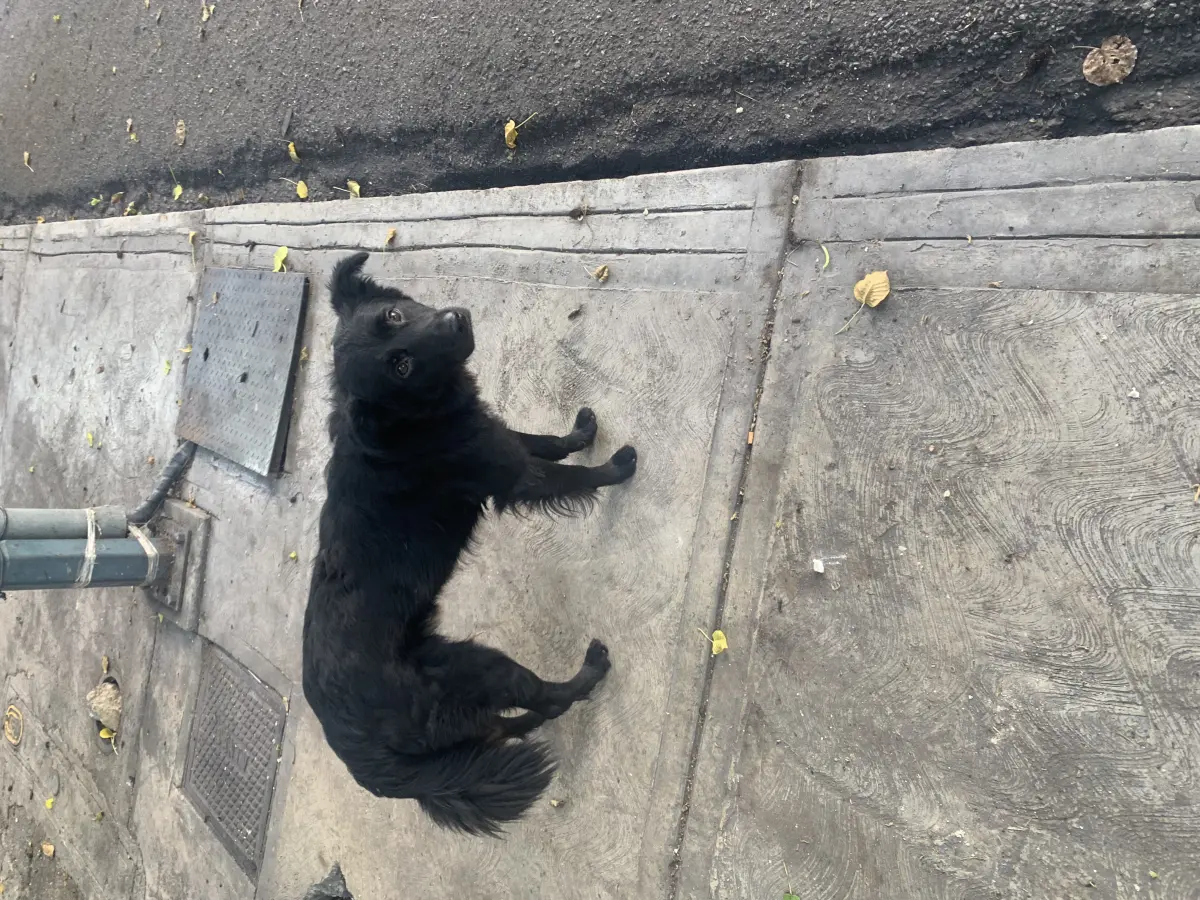 Perro perdido
