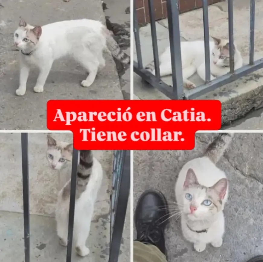 GATITO EXTRAVIADO