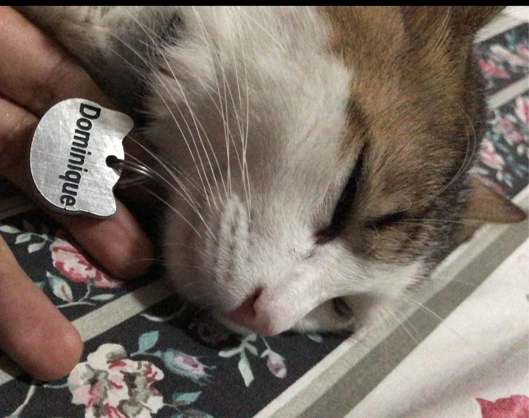 Dominique/Tito — foto 3