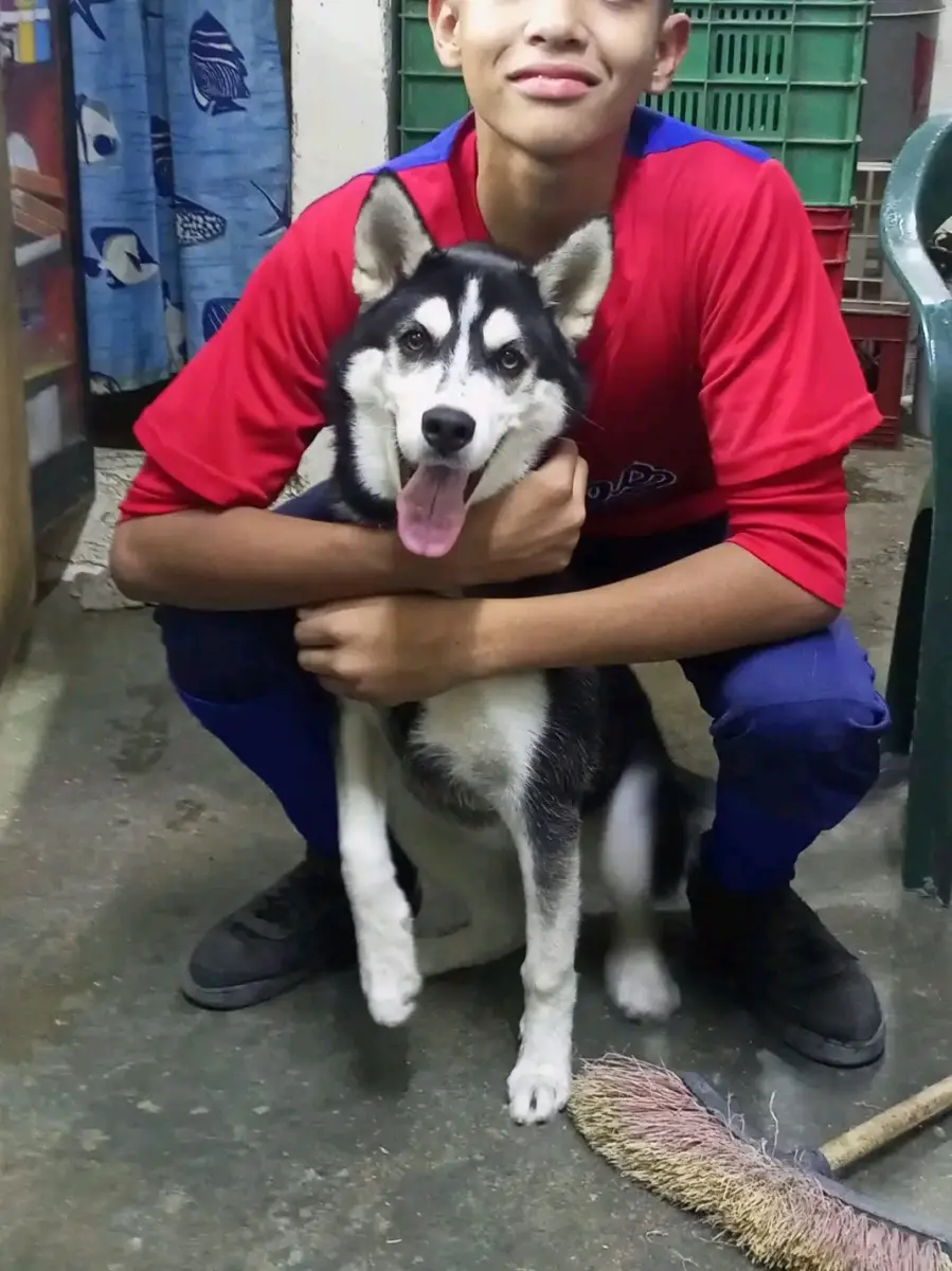 Perro perdido