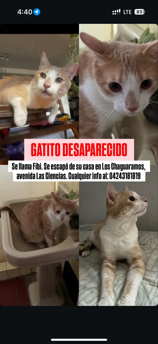 Fibi
