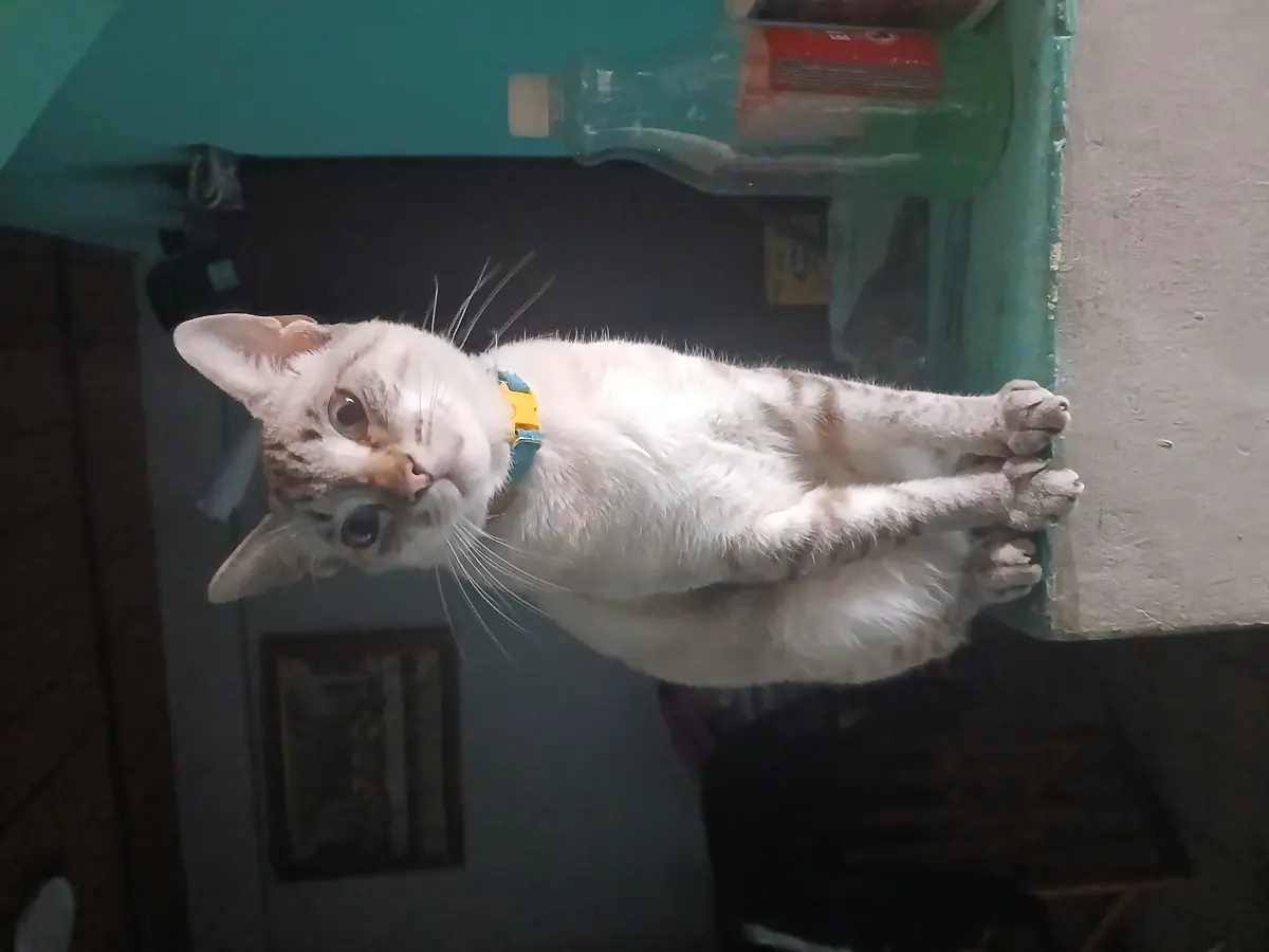 Oreo